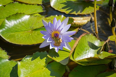 Water Lily