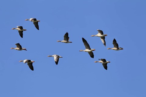 Greylag geese