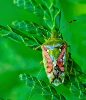 (Cyphostethus tristriatus)