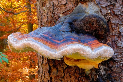 Red-edged agaric