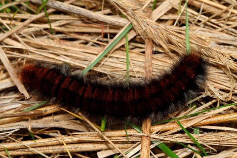 Blackberry moth