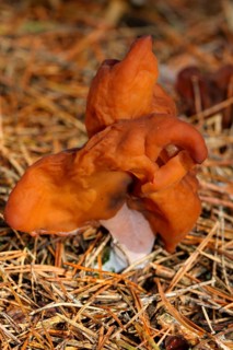 Bishop's cap