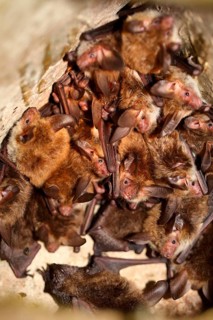 Bechstein's bat