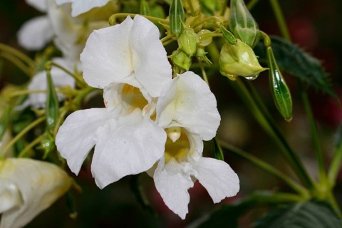 Himalayan balsam