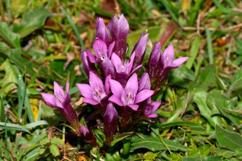 German gentian