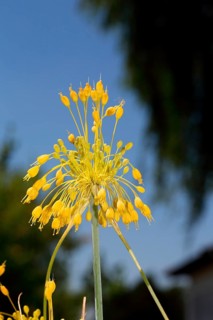 Yellow leek