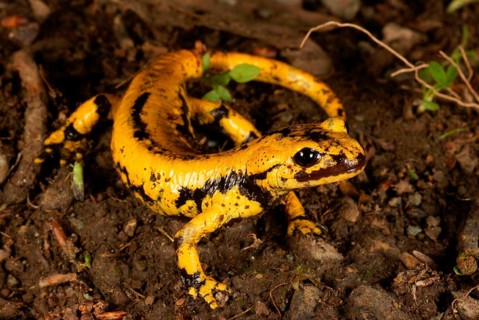 Fire salamander