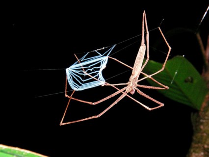 Web-throwing spider