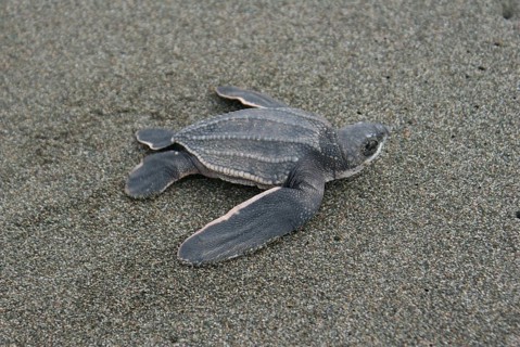 Leatherback turtle
