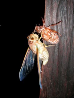 Hatching of a Song Cicada