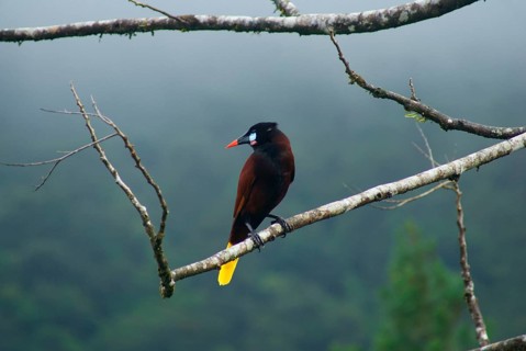 Montezuma Oropendola