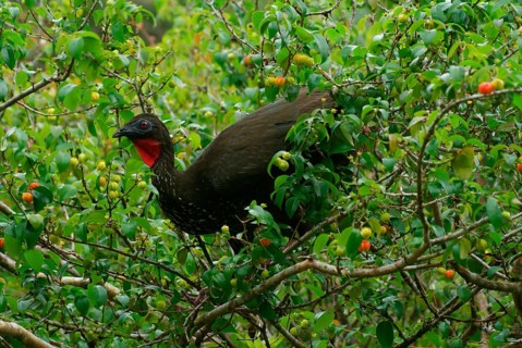 Rusty-bellied Guan