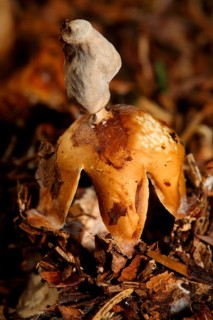 Pimpled Earth Star