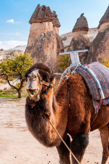 Bactrian camel