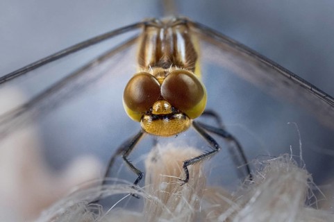 Blue-green Mosaic Dragonfly