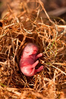 Field vole young