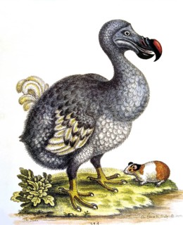 Dodo