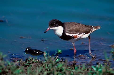 Red-kneed dotterel