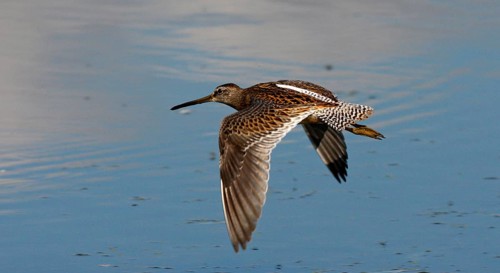 Short-billed dowitcher