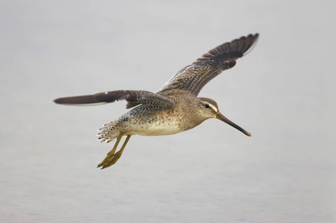 Short-billed Dowitcher