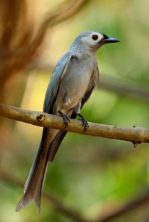 Ashy Drongo