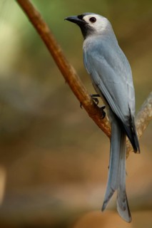 Ashy Drongo