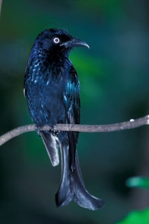 Hairy-hair-crested drongo