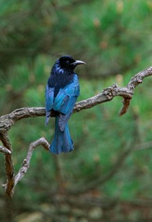 Hair-crested Drongo