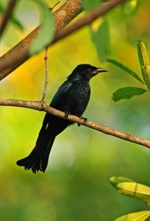 Hair-crested Drongo