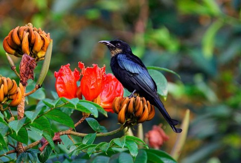 Hair-crested Drongo