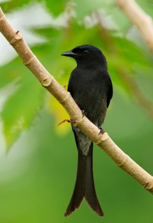White-vented Drongo