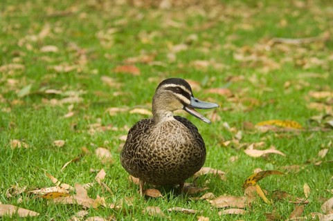 Pacific black duck