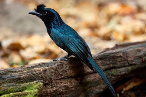 Greater Racket-tailed Drongo