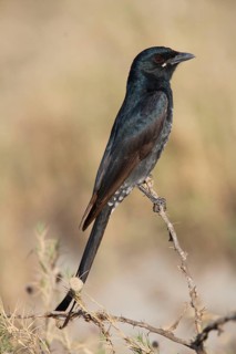 Black Drongo