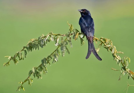 Black black drongo