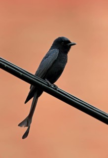 Black Drongo