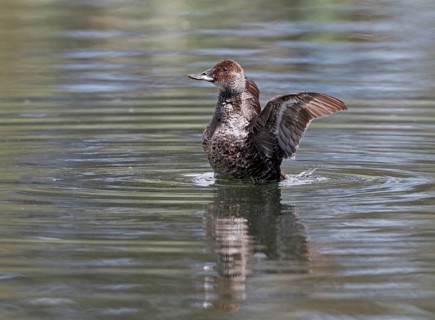 Black-chinned Duck