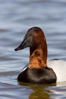 Canvasback