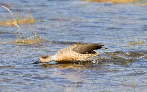 Crested Duck