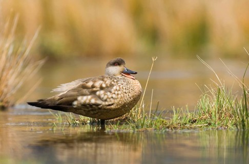 Crested Duck