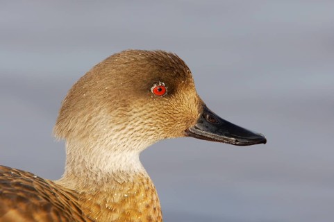 Crested duck