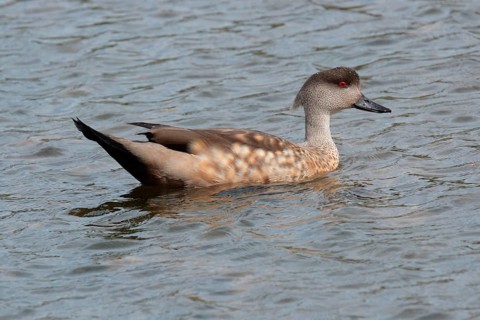 Crested duck