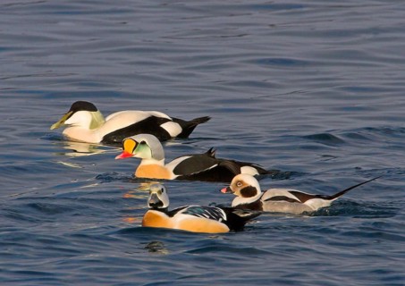 Common eider