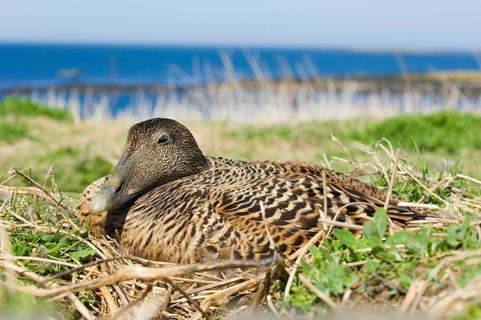 Common Eider