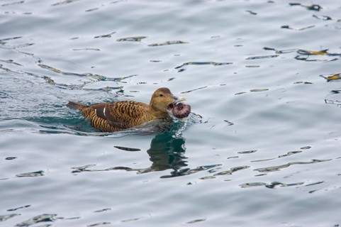 Common eider