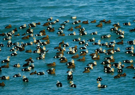 King Eider Duck Massed flock