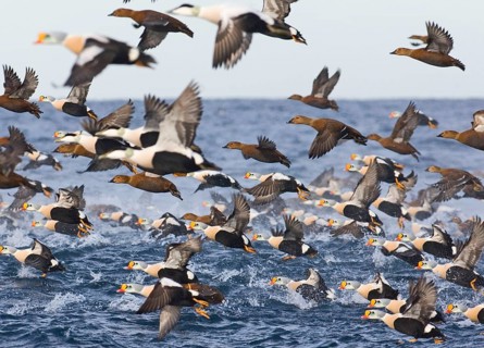 King Eider