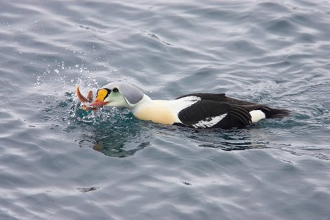 King Eider adult male