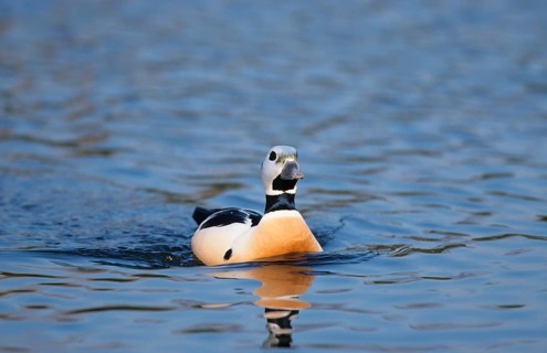 Steller's eider