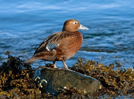 Steller's steller's eider